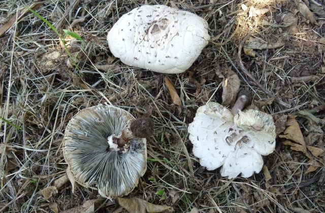 Intossicazioni da funghi.  L’appello ai cittadini: “consumate solo funghi certificati dall’Asp”. Accertato il primo caso in provincia